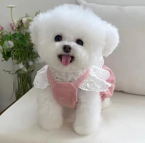 New Corduroy Pumpkin Dress for Dogs and Cats