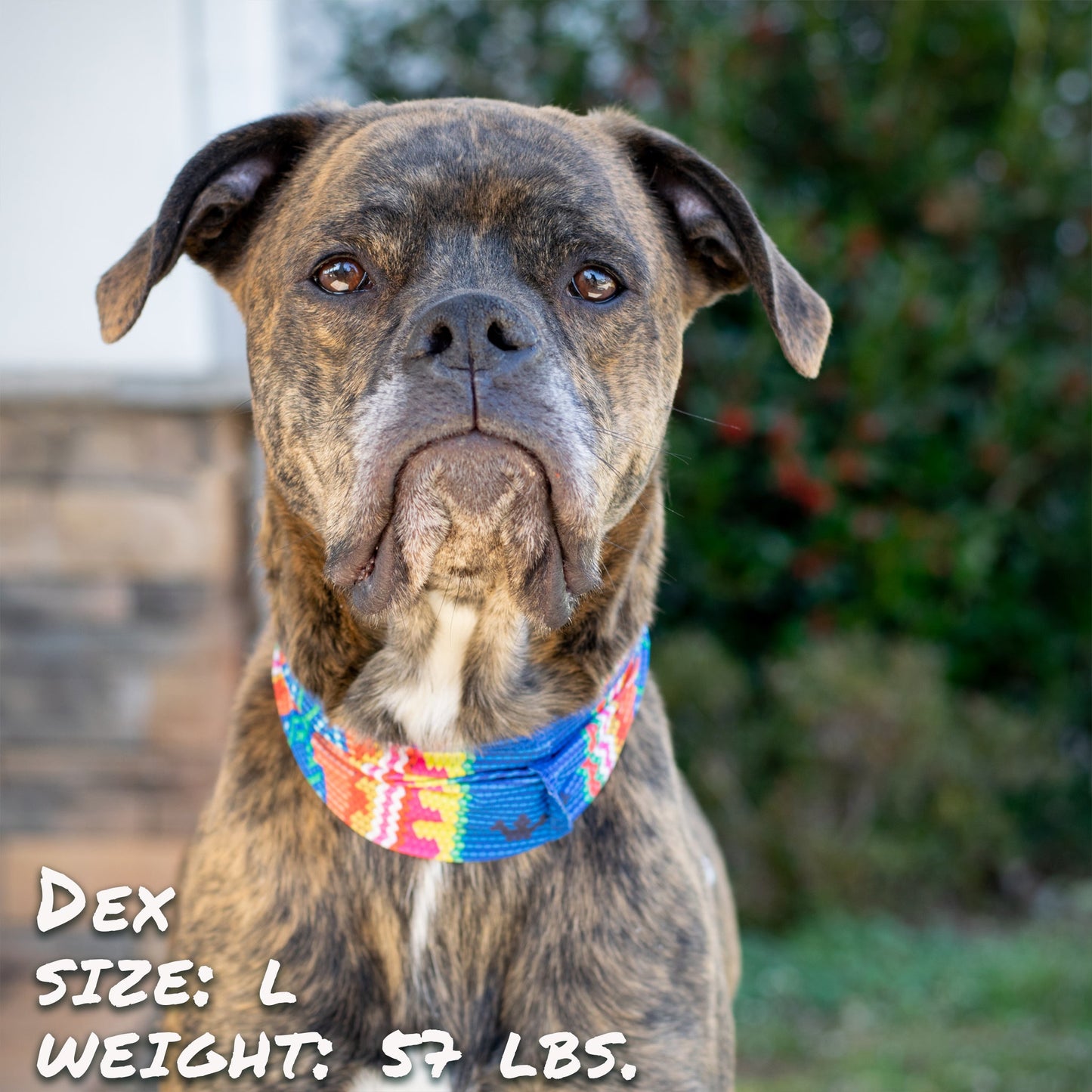 Bedouin Paws Pup Scruff-4