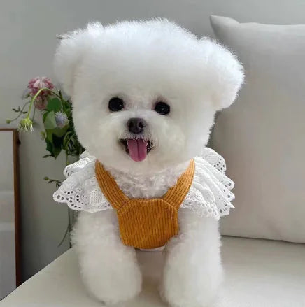 New Corduroy Pumpkin Dress for Dogs and Cats